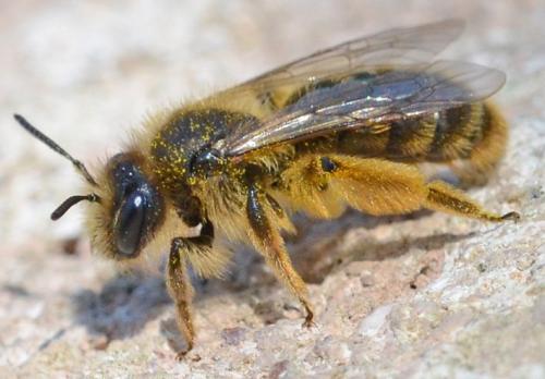 Andrena rhenana
